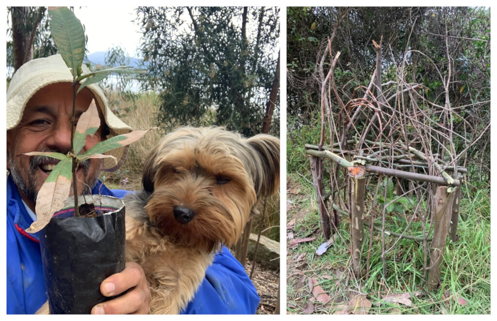 Planting Colombian Oaks & Protecting Cage at Xieti
