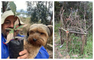 Planting Colombian Oaks & Protecting Cage at Xieti