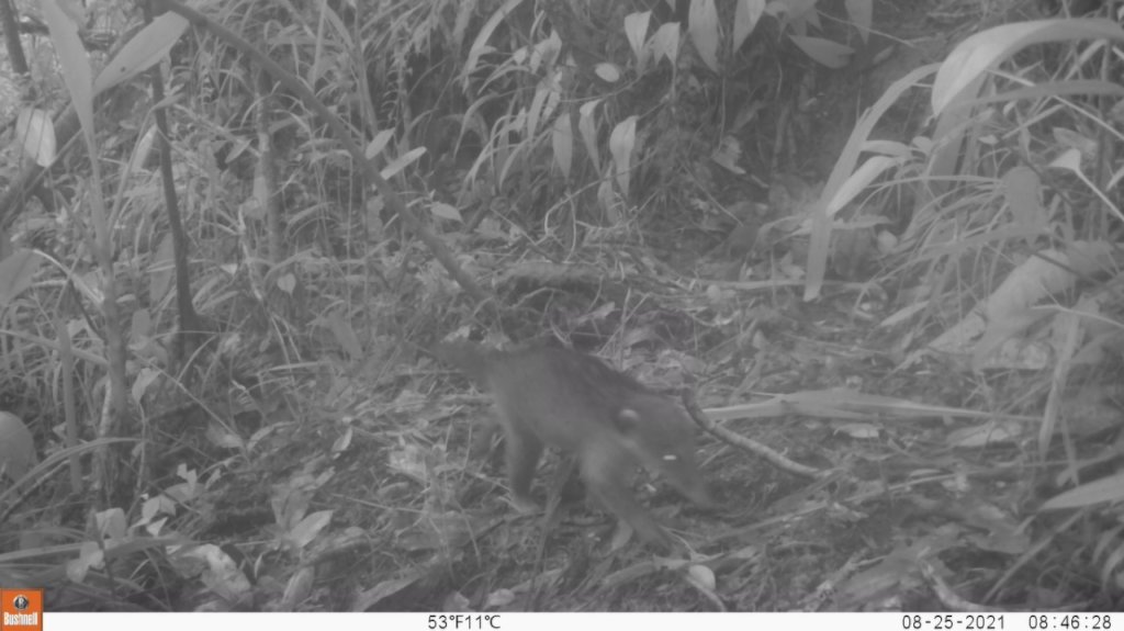 Camera trap img, Aug 25th 2021