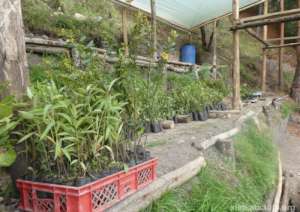 plant nursery, xieti