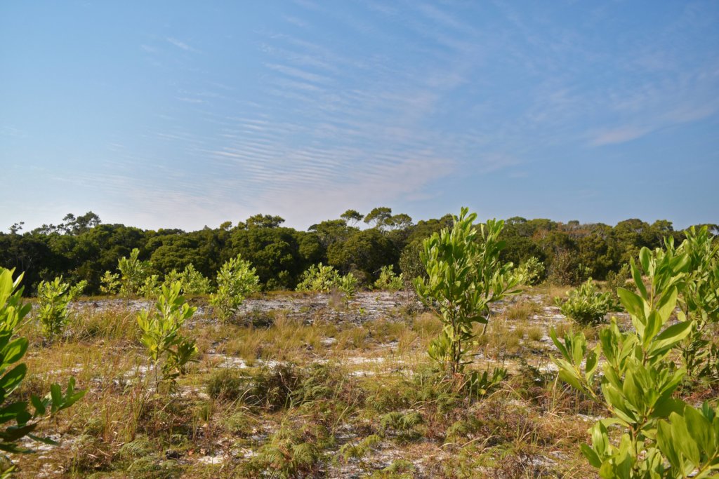 Conserving forest biodiversity in Madagascar