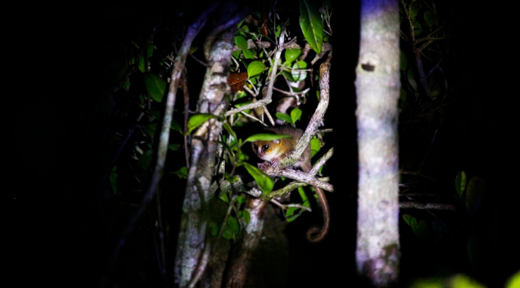 Conserving forest biodiversity in Madagascar