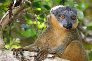 Collared Brown Lemur