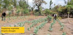 Now we can feed from our vegetable garden