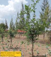We are sure of an orchard