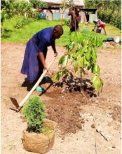 Tree planting ongoing