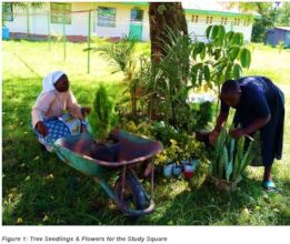 Tree seedlings and flowers to be planted