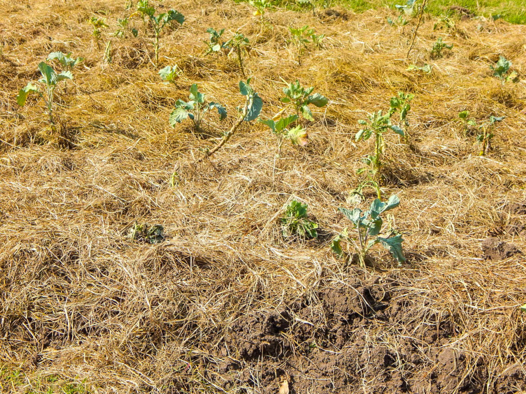 Our Vegetable garden
