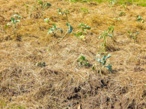 Our Vegetable garden
