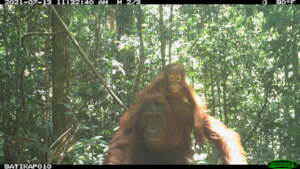 Manggo and baby Melki
