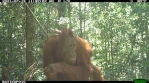 Manggo and baby Melki 2