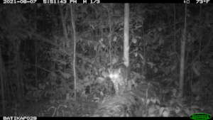 Clouded leopard 2