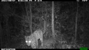 Clouded leopard