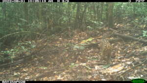 Marbled cat