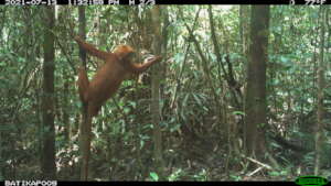 Red langur 2