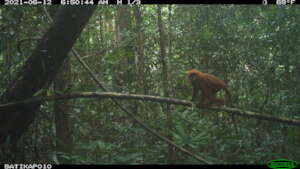 Red langur