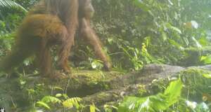 Unknown orangutan female and infant