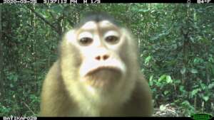 Pig-tailed Macaque
