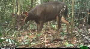 Sambar deer