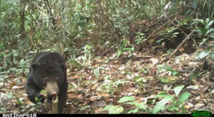 Sun bear