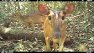 Animal Selfie