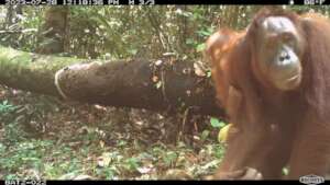 Orangutan Selfie