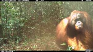 Orangutan Selfie