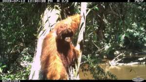 Orangutan Selfie