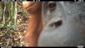 Orangutan Selfie