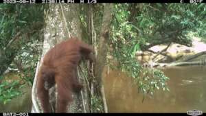 Orangutan Selfie