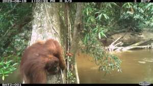 Orangutan Selfie