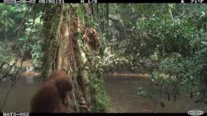 Orangutan Selfie