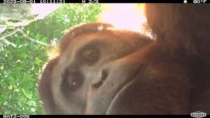 Orangutan Selfie