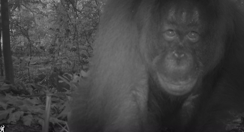 Help to Monitor and Protect Orangutans in Borneo