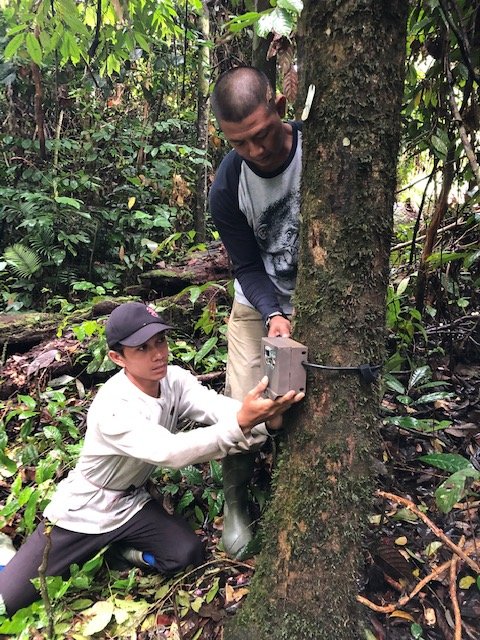 Help to Monitor and Protect Orangutans in Borneo