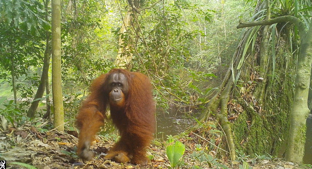 Help to Monitor and Protect Orangutans in Borneo