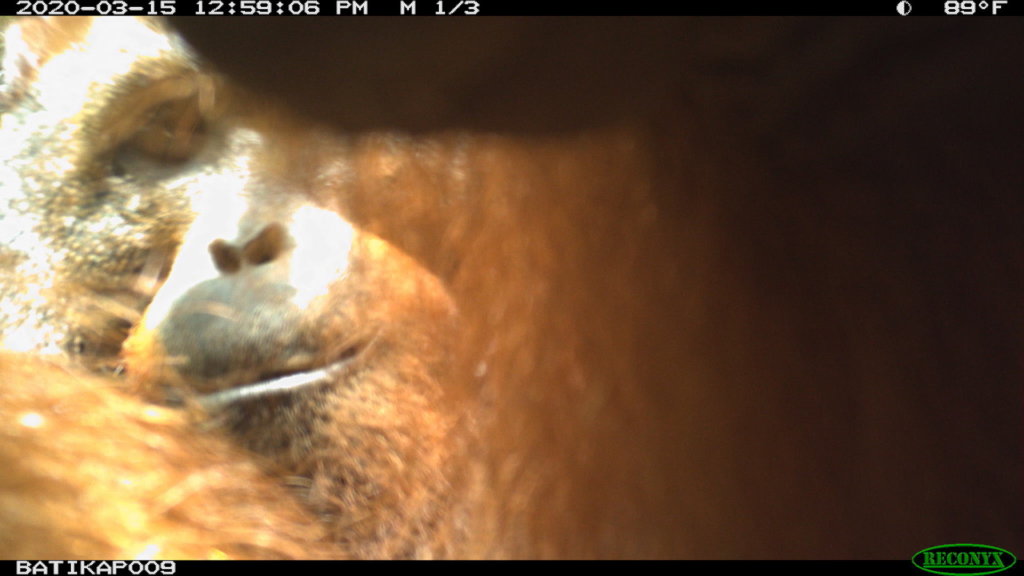 Help to Monitor and Protect Orangutans in Borneo