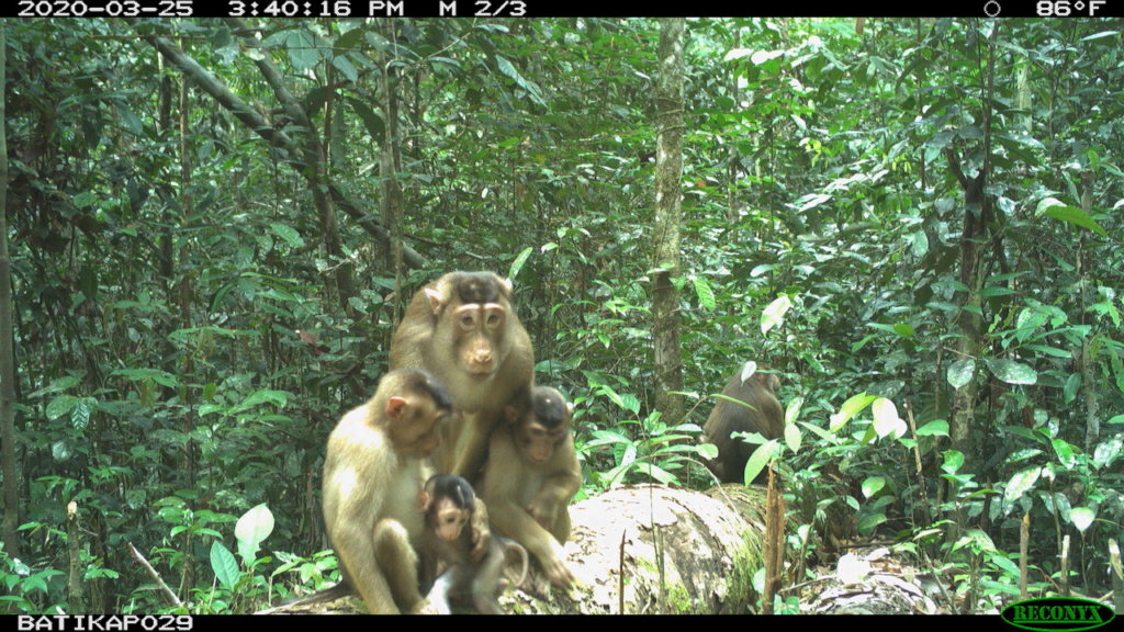 Help to Monitor and Protect Orangutans in Borneo