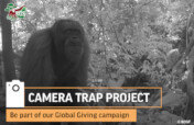 Help to Monitor and Protect Orangutans in Borneo