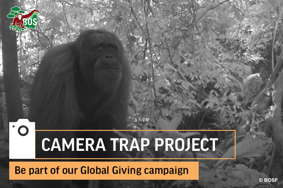 Help to Monitor and Protect Orangutans in Borneo