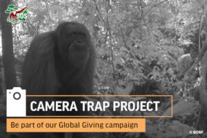 Help to Monitor and Protect Orangutans in Borneo