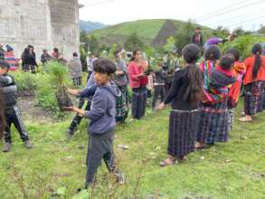 Trees Delivery and distribution