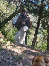 Rocinante and Coco are core members of the team