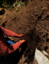 Stages of seed germination