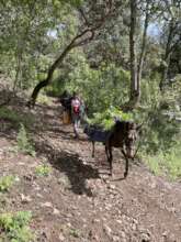 Transporting the trees by horseback