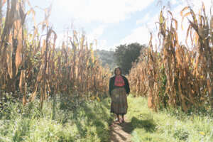 "Seeds of Resilience: An Indigenous Women-Led Tree