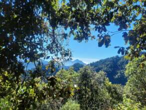 Chuicutama Cloud Forest