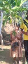 APF Tree Distribution