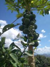 Tree from the APF nursery
