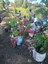 Tree Distribution and Training